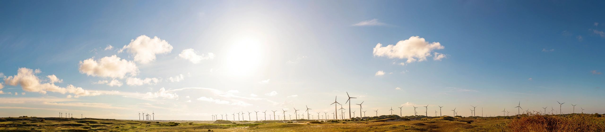 Panoramic wind farm representing large-scale renewable infrastructure